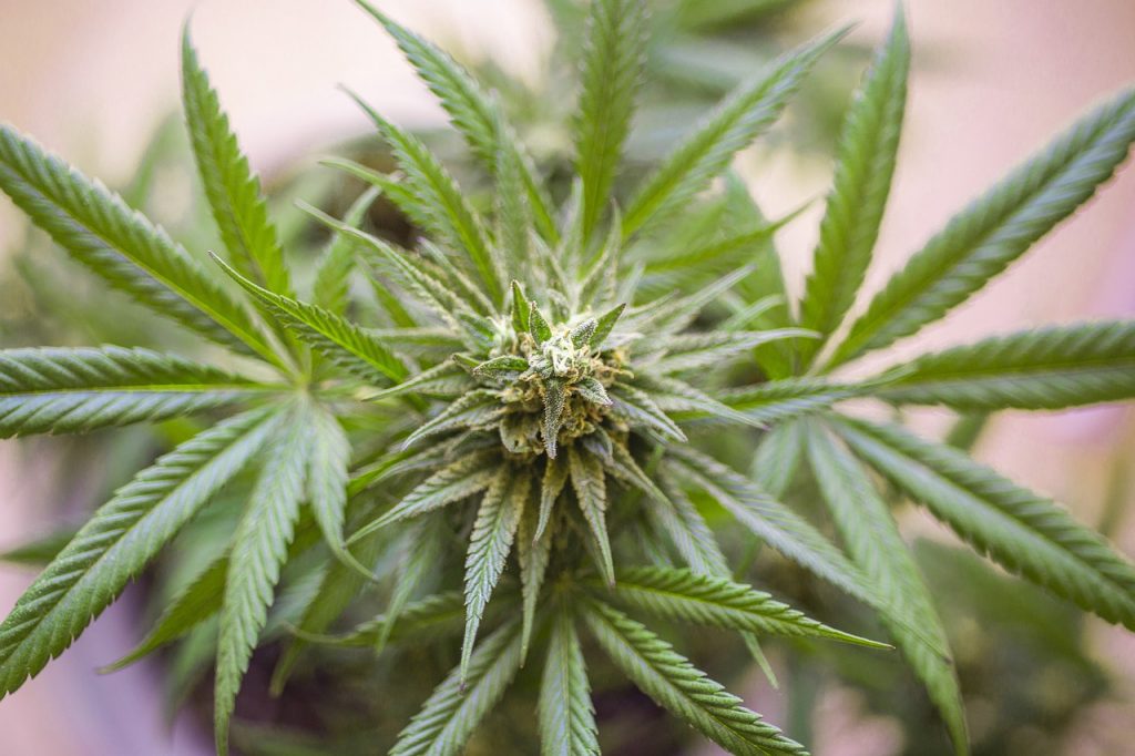 Cannabis – Legal and Effective Drugs